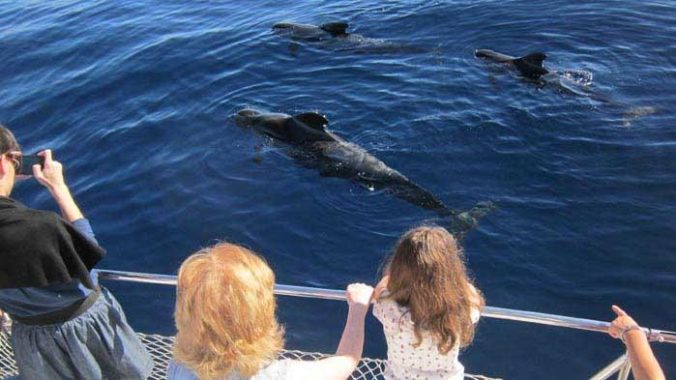 eden-catamaran-tour-tenerife (7)