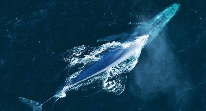 skyline cruiser tenerife , fairline 42 motor boat charter2